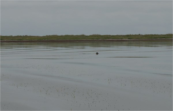 Воды залива Счастья. Нерпа.